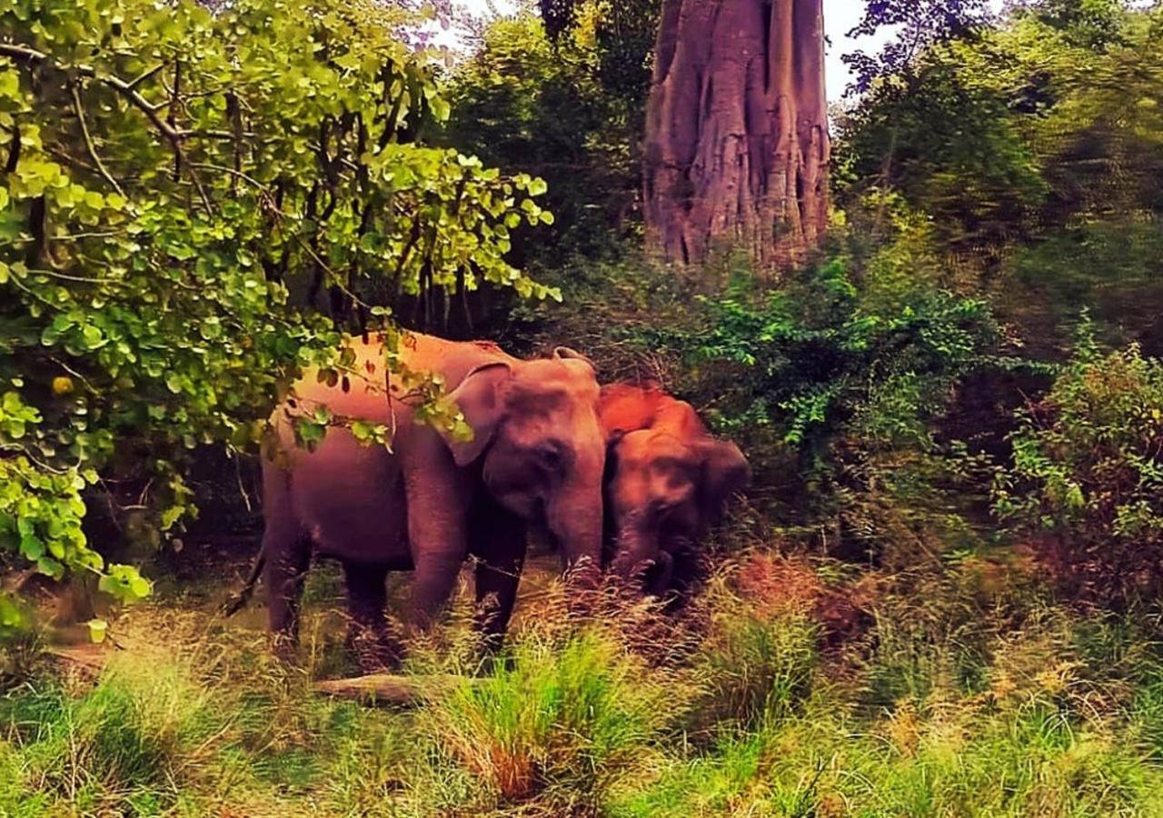 Elephant Paradise Safari Bungalow Udawalawe Buitenkant foto