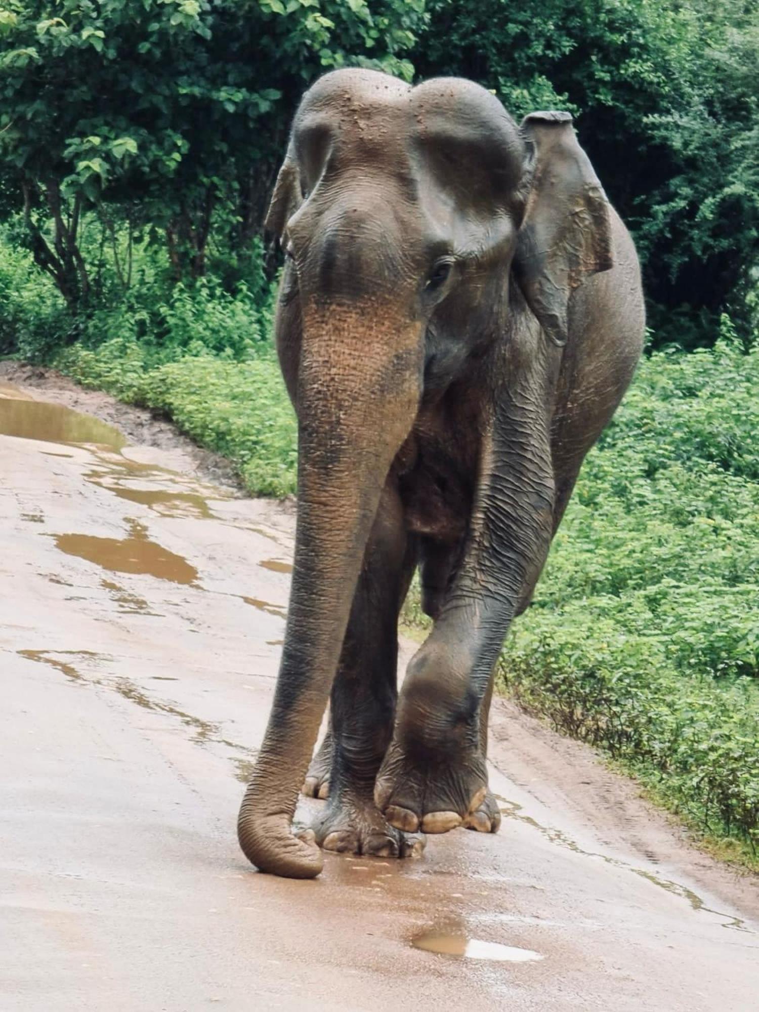 Elephant Paradise Safari Bungalow Udawalawe Buitenkant foto