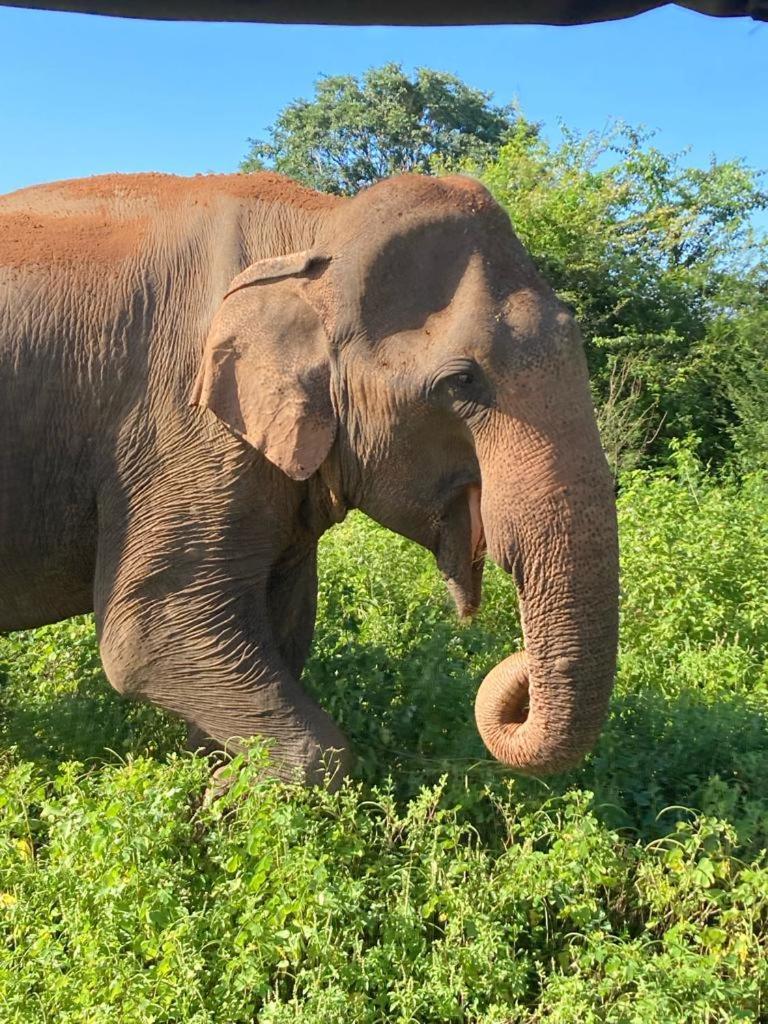 Elephant Paradise Safari Bungalow Udawalawe Buitenkant foto