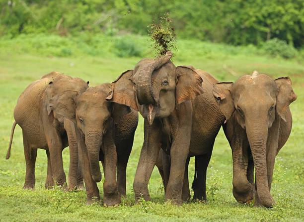 Elephant Paradise Safari Bungalow Udawalawe Buitenkant foto