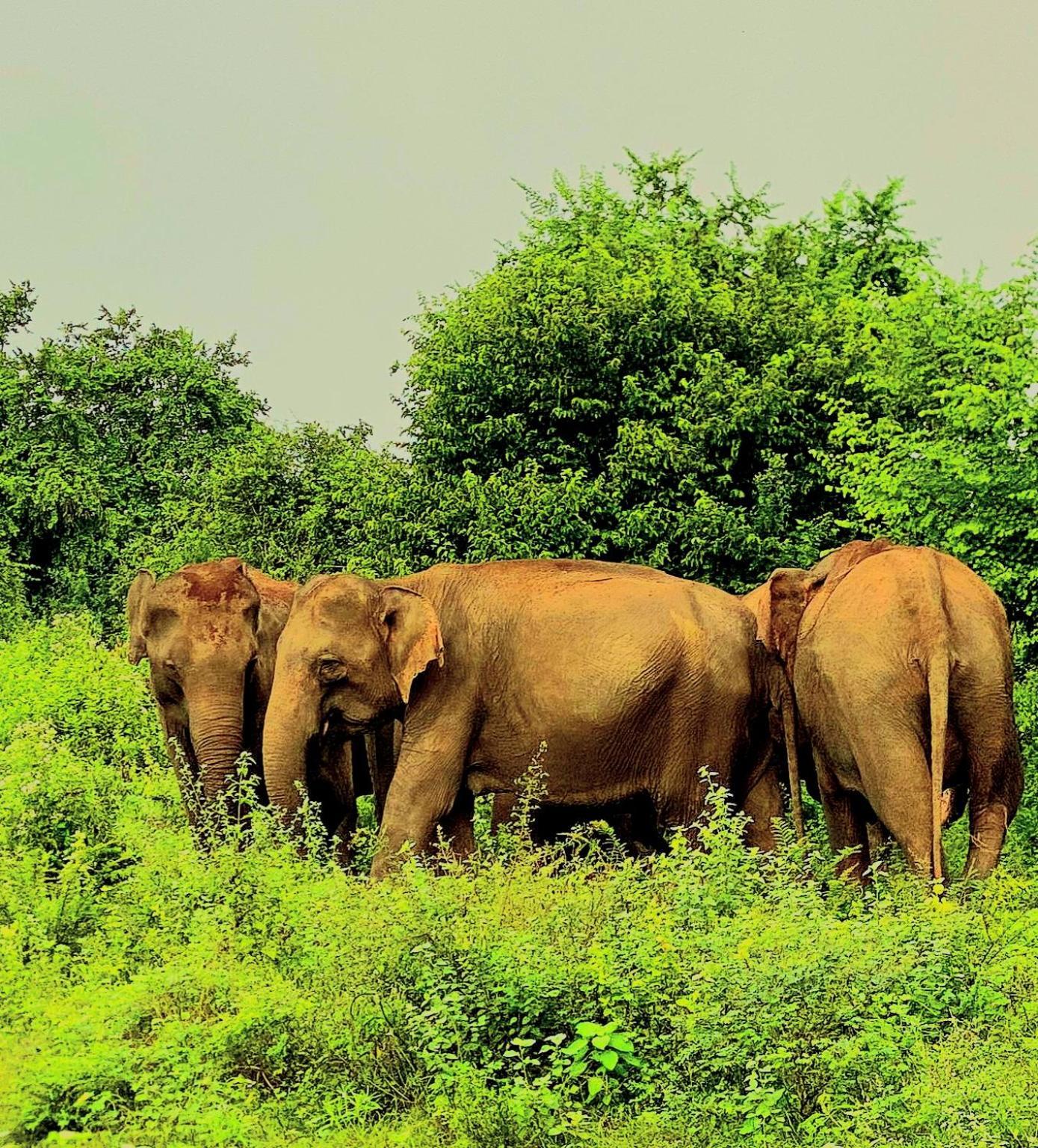 Elephant Paradise Safari Bungalow Udawalawe Buitenkant foto
