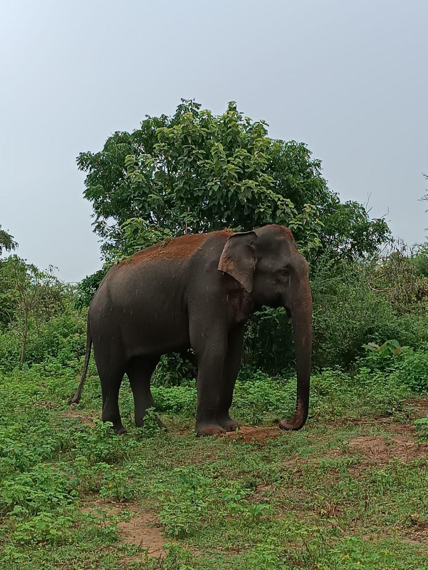 Elephant Paradise Safari Bungalow Udawalawe Buitenkant foto