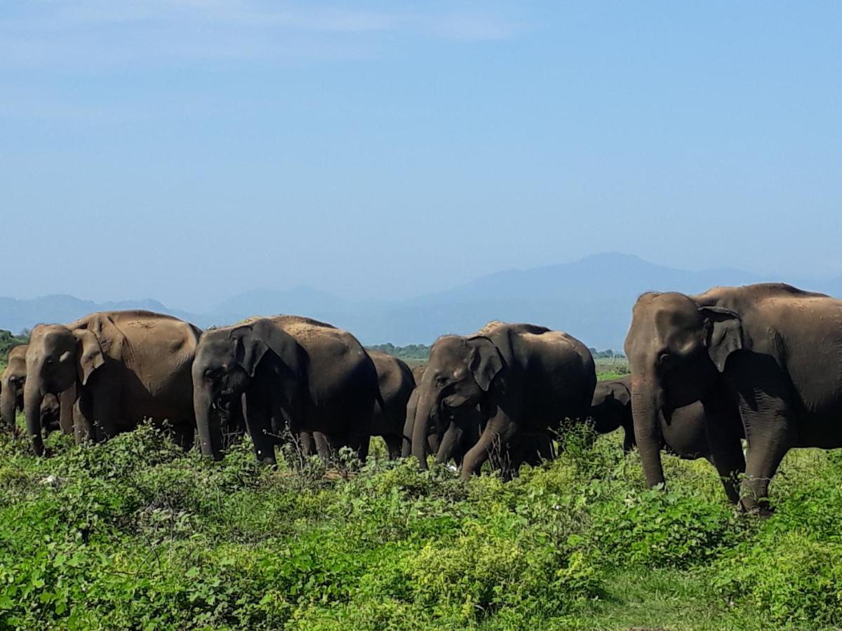 Elephant Paradise Safari Bungalow Udawalawe Buitenkant foto